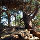 The huge century-old juniper called ‘the Poet’s House’ (‘Casa del poeta’)