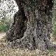 Particolare del tronco di un olivo secolare di Mulinu a Turri