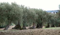 Jahrhundertealte Olivenbäume in Molinu